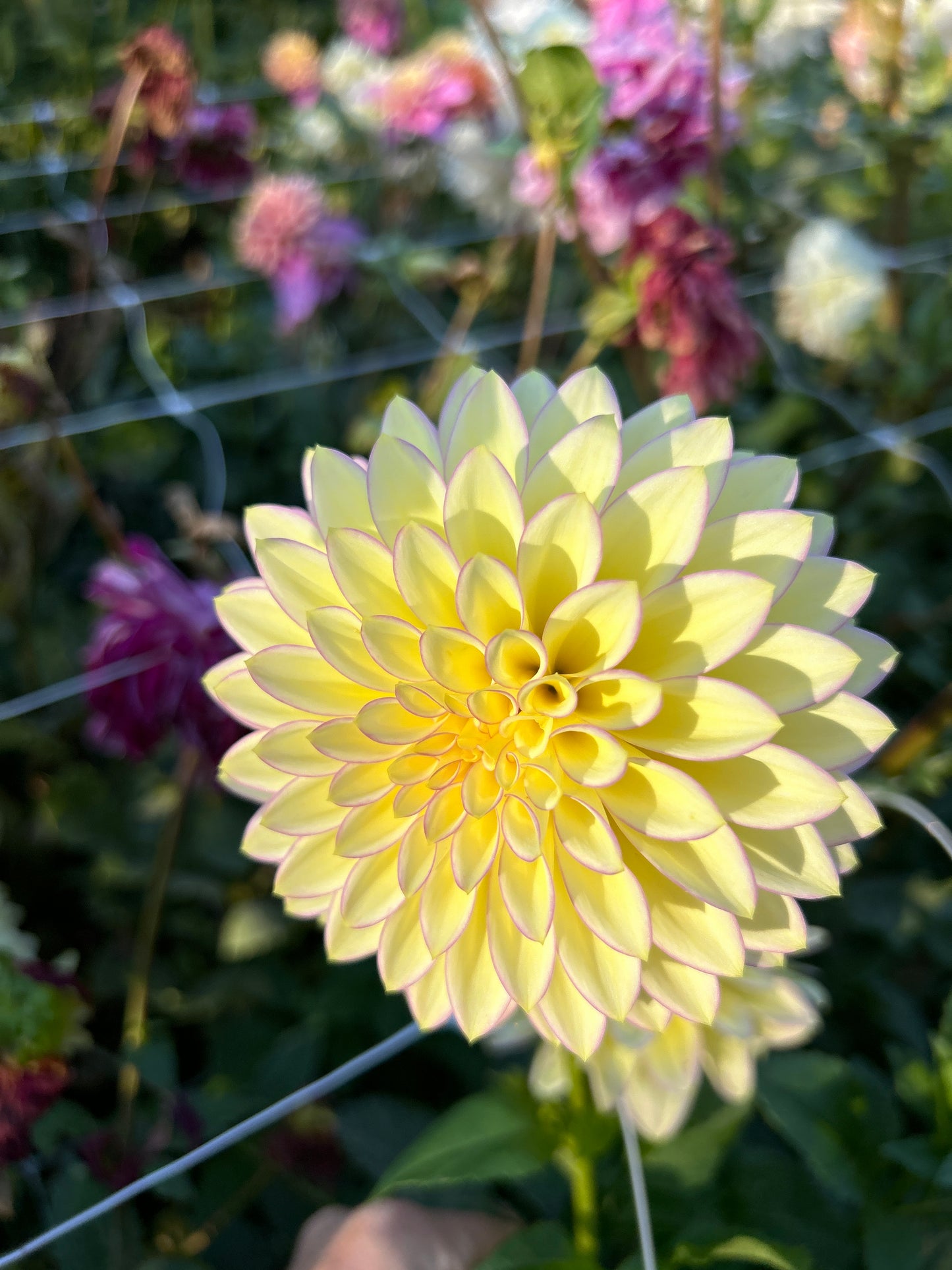 Bloomquist Blush