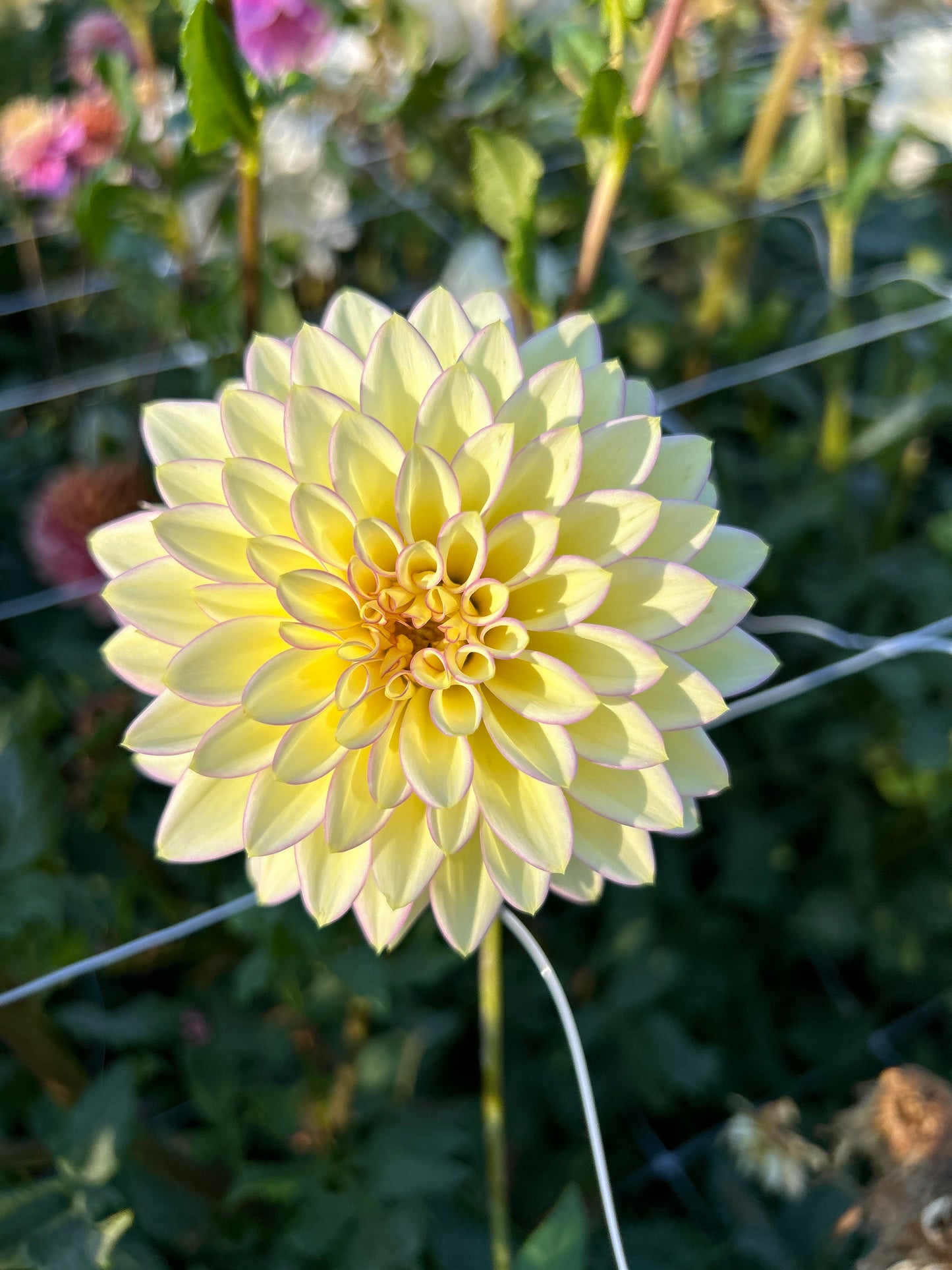 Bloomquist Blush