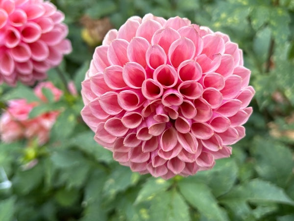 Bracken Ruse (aka Bracken Rose)