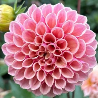 Bracken Ruse (aka Bracken Rose)