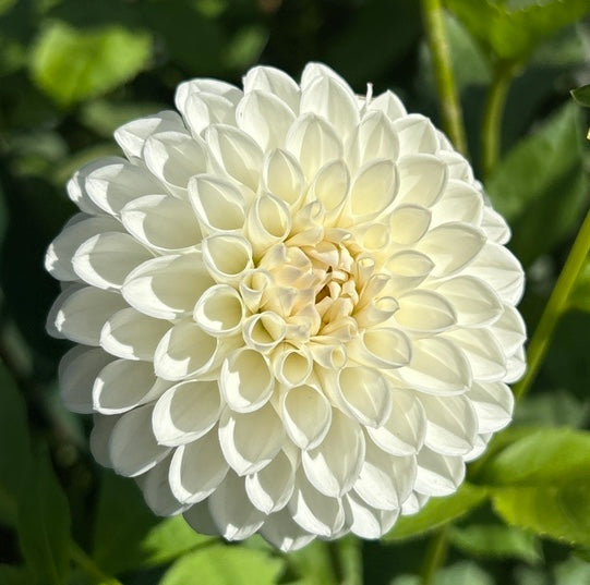 Ferncliff Pearl