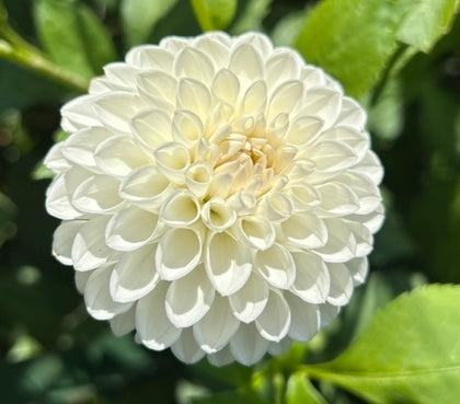 Ferncliff Pearl