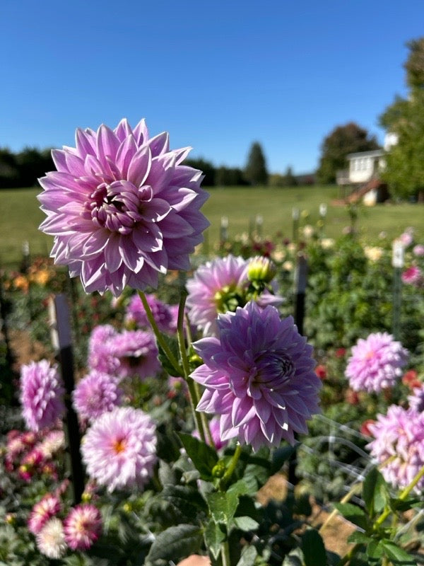 Ferncliff Inspiration