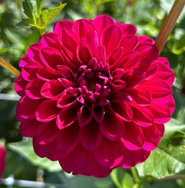 Hollyhill Berry Purple
