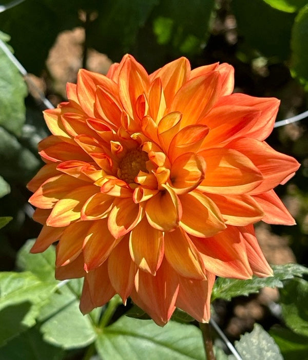 Neon Splendor