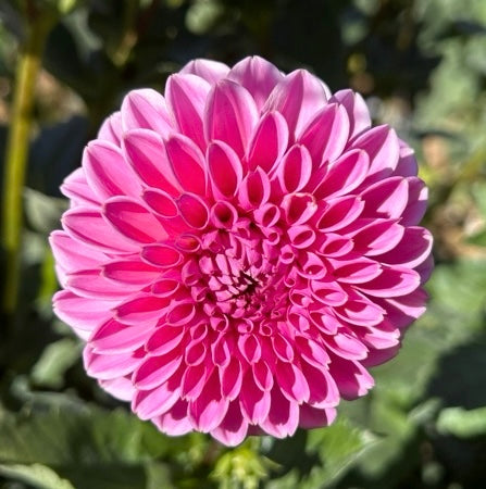 Pink Sylvia (aka Sandra)