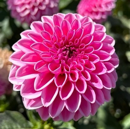Pink Sylvia (aka Sandra)