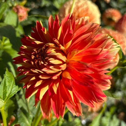 Punkin Spice