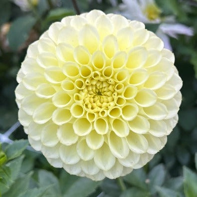 Skipley Moonglow
