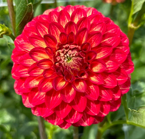 Tahoma Vivian