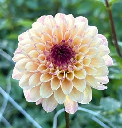 Wine Eyed Jill Yellow