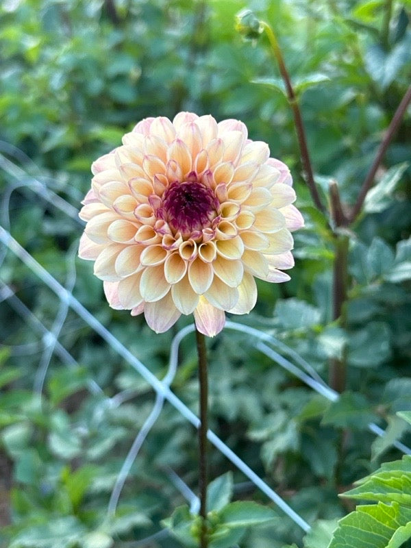 Wine Eyed Jill Yellow