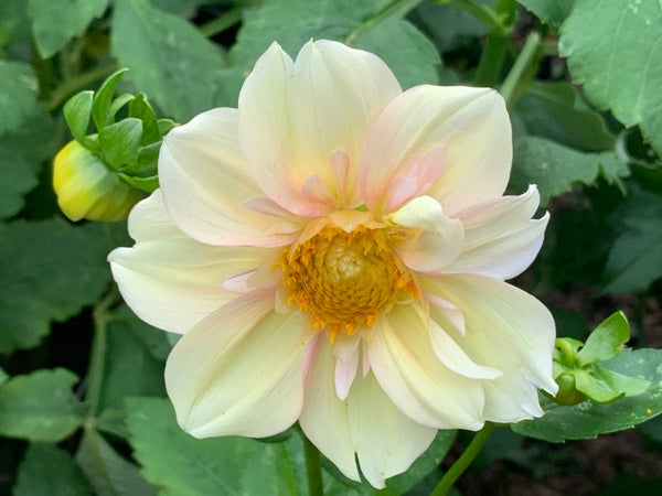 Apple Blossom