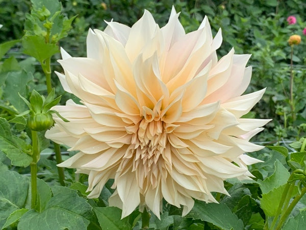 Café au Lait