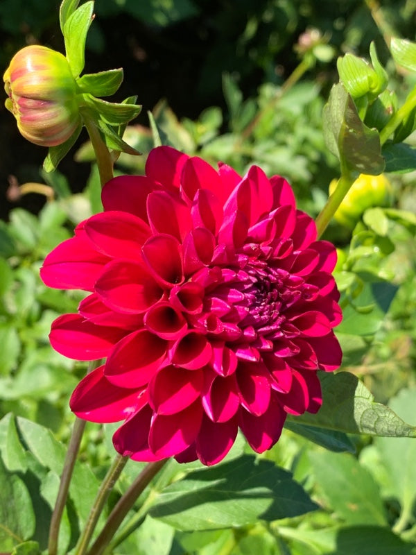 Hollyhill Berry Purple
