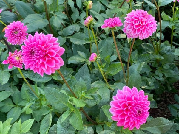 Pink Sylvia (aka Sandra)