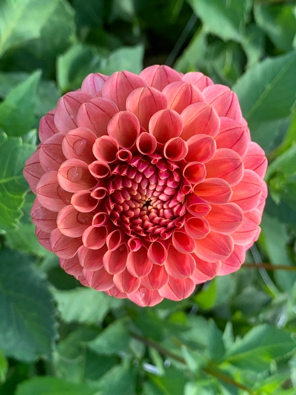 Rose Toscano