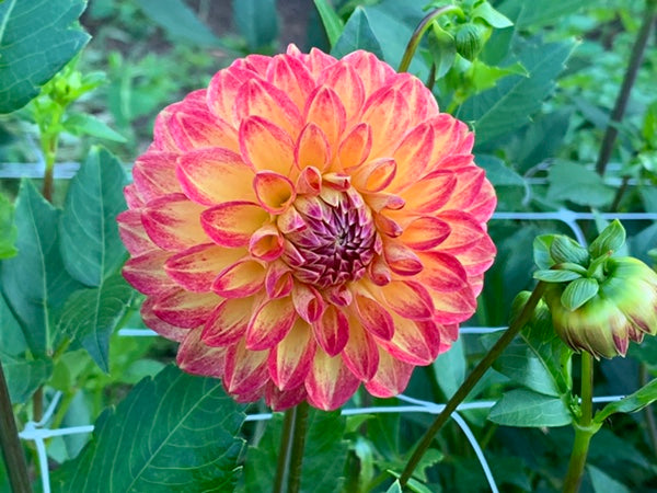 Tahoma Vivian
