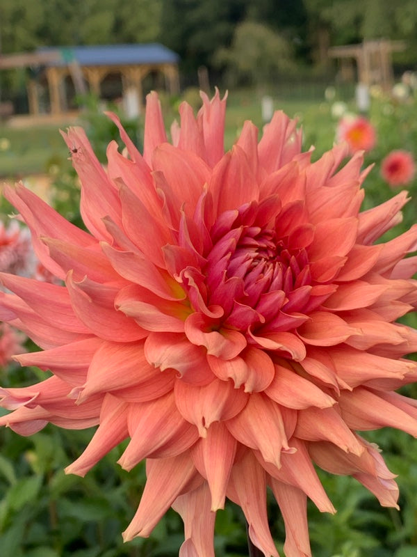 Terracotta