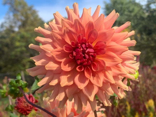 Terracotta