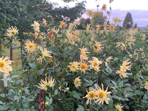 No ID Yellow