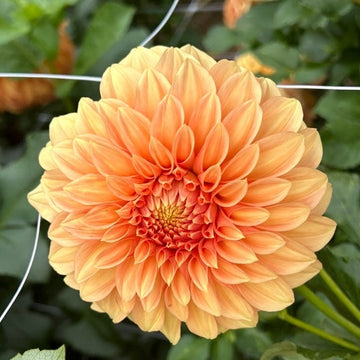 Dahlia Tubers – Page 2 – Valley Ridge Farm