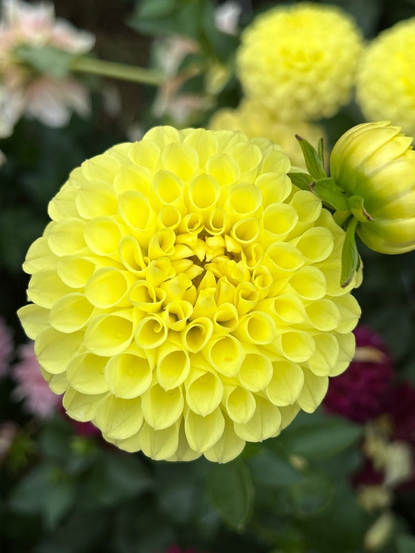 Clearview Daniel Valley Ridge Farm