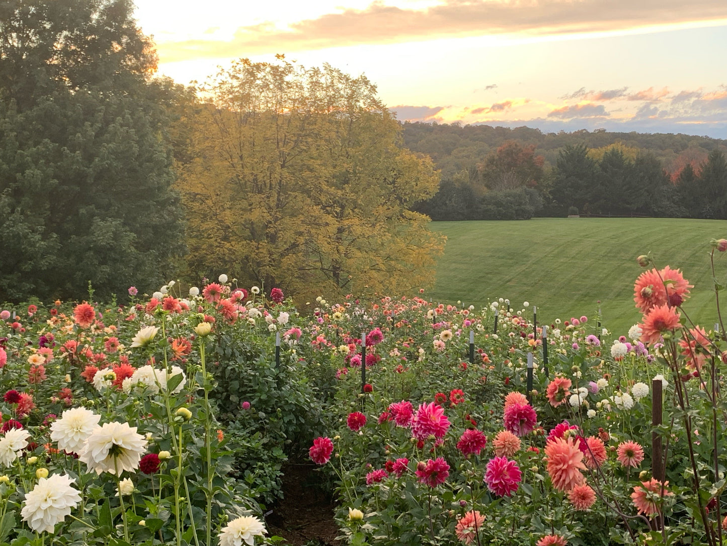 "Get In the Dirt" SALE - Dahlia Tuber Grab Bags