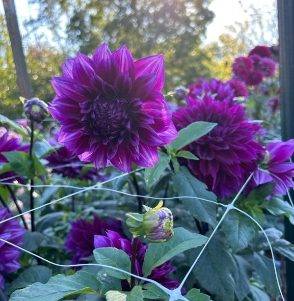 Thomas A Edison – Valley Ridge Farm