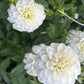 White Aster