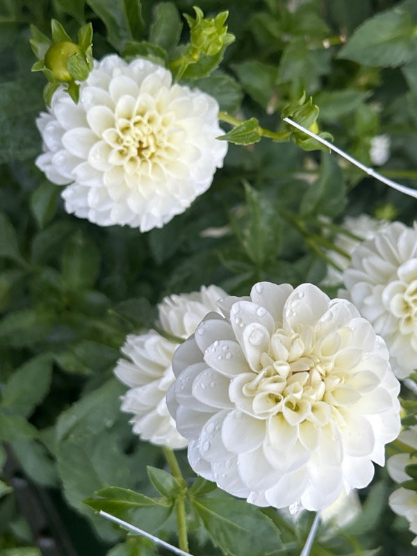 White Aster