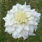 Beaucon White