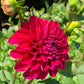 Hollyhill Berry Purple
