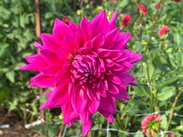 Raspberry Royale – Valley Ridge Farm